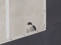 Falco peregrinus ad Cementa, Norra hamnen, Malmö, Skåne, Sweden 20220925_0027
