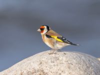 Carduelis carduelis Naturum Öresund, Ribersborg, Malmö, Skåne, Sweden 20241030_0007