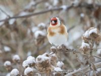 Carduelis carduelis Ribersborgsdammen, Ribersborg, Malmö, Skåne, Sweden 20250103_0031