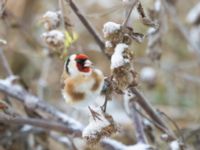 Carduelis carduelis Ribersborgsdammen, Ribersborg, Malmö, Skåne, Sweden 20250103_0038