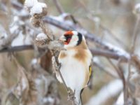 Carduelis carduelis Ribersborgsdammen, Ribersborg, Malmö, Skåne, Sweden 20250103_0048