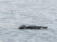 Gavia arctica ad Dalen, Gröthögarna, Båstad, Skåne, Sweden 20190601_0025