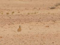 Cursorius cursor cursor Km 275 Awsard Road, Western Sahara, Morocco 20180219_0158