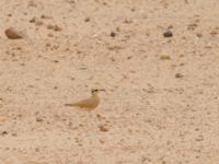 Cursorius cursor cursor Km 275 Awsard Road, Western Sahara, Morocco 20180219_0161