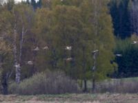 Grus canadensis Västerby, Sala, Västermanland, Sweden 20140504_0041