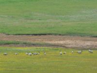 Grus virgo Lake Kopatadze, Kvemo Kartli, Georgia 20180429_0077