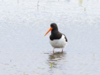 Haematopus ostralegus Roys hörna, Klagshamns udde, Malmö, Skåne, Sweden 20240706_0670