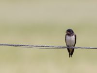 Hirundo rustica 1cy Hököpinge ängar, Vellinge, Skåne, Sweden 20150717_0010