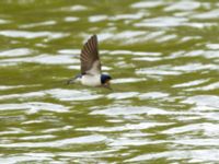 Hirundo rustica Björkelundadammen, Malmö, Skåne, Sweden 20200512_0003