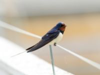 Hirundo rustica Fågeludden, Hornborgasjön, Falköping, Västergötland, Sweden 20190514_0246