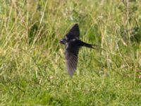 Hirundo rustica Fornlämningsdammen, Tygelsjö ängar, Malmö, Skåne, Sweden 20240721_0007