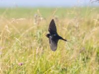 Hirundo rustica Fornlämningsdammen, Tygelsjö ängar, Malmö, Skåne, Sweden 20240721_0018