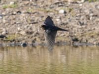 Hirundo rustica Fornlämningsdammen, Tygelsjö ängar, Malmö, Skåne, Sweden 20240721_0047