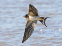 Hirundo rustica Fornlämningsdammen, Tygelsjö ängar, Malmö, Skåne, Sweden 20240721_0109