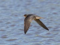 Hirundo rustica Fornlämningsdammen, Tygelsjö ängar, Malmö, Skåne, Sweden 20240721_0132