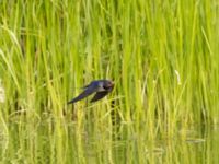 Hirundo rustica Mellandammen, Öresundsparken, Ribersborg, Malmö, Skåne, Sweden 20220604_0124