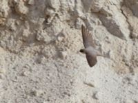 Ptyonoprogne fuligula Wadi Salvadora, Israel 2013-03-31 036
