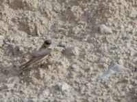 Ptyonoprogne fuligula Wadi Salvadora, Israel 2013-03-31 040