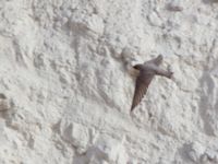 Ptyonoprogne fuligula Wadi Salvadora, Israel 2013-03-31 042