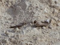 Ptyonoprogne fuligula Wadi Salvadora, Israel 2013-03-31 052