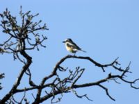 Lanius nubicus ad male Olive Tree-warbler-place NE Skalochori , Lesvos, Greece 20050614 323