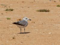 Ichthyaetus audouinii 2cy Dakhla Peninsula, Western Sahara, Morocco 20180218_0180