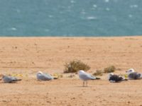 Ichthyaetus audouinii Dakhla Peninsula, Western Sahara, Morocco 20180218_0144