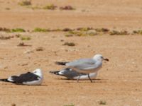 Ichthyaetus audouinii ad Dakhla Peninsula, Western Sahara, Morocco 20180218_0186