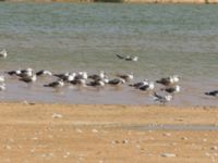 Ichthyaetus audouinii et Larus fuscus Oued Tamri River Mouth, Tamri, Morocco 20180225_0186