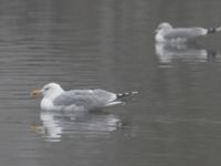 Larus argentatus ad Stadsparksdammen, Lund, Skåne, Sweden 20250119_0077