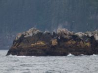 Larus glaucescens Resurrection Bay, Seward, Alaska, USA 20140616_0683