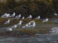 Larus glaucescens Resurrection Bay, Seward, Alaska, USA 20140616_0851