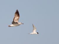 Larus heuglini 2cy Northern Beach, Israel 20130329 177