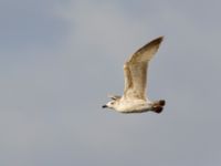 Larus heuglini Maagan Mikhael, Israel 20130327 167