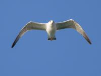 Larus heuglini Northern Beach, Israel 20130329 209