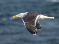 Larus marinus ad Ön, Malmö, Skåne, Sweden 20230702_0001