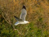 Larus michahellis Oued Ksob River River Mouth, Essaouria, Morocco 20180225_0416