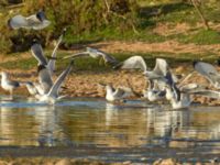 Larus michahellis Oued Ksob River River Mouth, Essaouria, Morocco 20180225_0425
