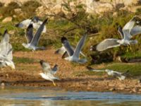 Larus michahellis Oued Ksob River River Mouth, Essaouria, Morocco 20180225_0426