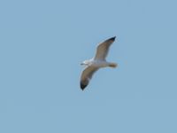 Larus michahellis ad Oued Ksob River Mouth, Essaouria, Morocco 20180225_0242