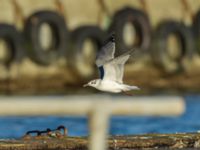 Leucophaeus atricilla ad Hanstholm, Thisted, Jylland, Denmark 20180107_0126