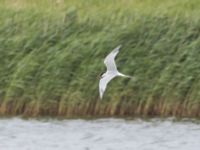 Sterna hirundo ad Terekudden, Bunkeflo strandängar, Malmö, Skåne, Sweden 20240706_0013