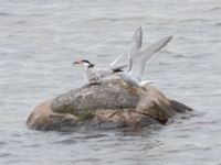 Sterna hirundo ad et 1cy Fågeltornet, Klagshamns udde, Malmö, Skåne, Sweden 20240630_0048