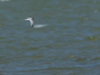 Sternula albifrons Knösen, Falsterbohalvön, Vellinge, Skåne, Sweden 20170501_0071