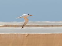 Thalasseus albididorsalis albididorsalis Dakhla Peninsula, Western Sahara, Morocco 20180218_0158
