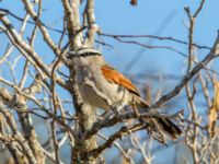 Tchagra senegalus cucullatus Oued Massa, Morocco 20180224_0174