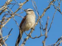 Tchagra senegalus cucullatus Oued Massa, Morocco 20180224_0177