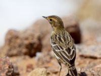 Anthus cervinus Km 20, Israel 2013-03-28 492