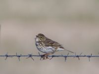 Anthus pratensis Malmödammen, Tygelsjö ängar, Malmö, Skåne, Sweden 20140418_0029