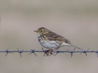 Anthus pratensis Malmödammen, Tygelsjö ängar, Malmö, Skåne, Sweden 20140418_0030